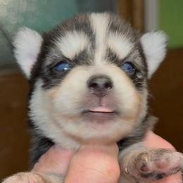 Cisco - Black and white male Pomsky puppy in Spring Hill, Florida from PDQ Pomskies