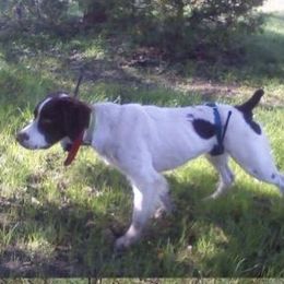 Spike - Brittany