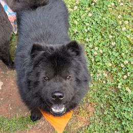 Teddie - Chow Chow