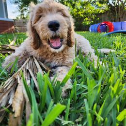 Goldendoodle Puppies from Costa's Curly Canines