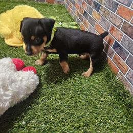 Ziggy - Black and rust male Miniature Pinscher puppy in Baton Rouge, Louisiana from Pike's Pups