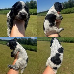Boy 2 - Blue roan male English Cocker Spaniel puppy in Millen, Georgia from Pine Hill Kennels