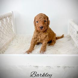 Barkley - Red  male Goldendoodle puppy in from Pink Poodles and Doodles