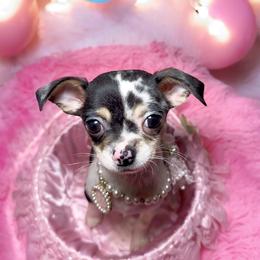 Chihuahua Puppies from Petite Pups LLC