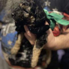 Double Doodle Puppies from Central Valley Cadoodles