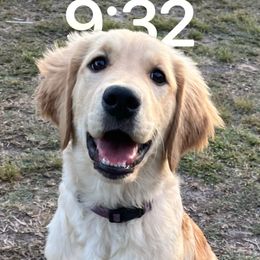 Ruby - Golden Retriever