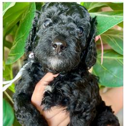 LADY VIOLET - Black female Goldendoodle puppy in Houston, Texas from Pia’s Doodle Poodle Wag