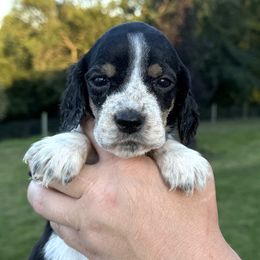 Gigi - Black white and tan female English Springer Spaniel puppy in Bay City, Wisconsin from Springer Hills Farm