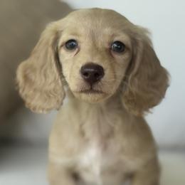 Holden - Cream male Dachshund puppy in Bentonville, Arkansas from Boujee Buns Dachshunds