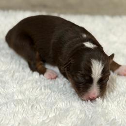 Nancy Reagan - Red tri female Miniature Australian Shepherd puppy in Oakland, Maryland from Yarborough Kennels