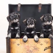 Standard Schnauzer Puppies from Goldwynn Standard Schnauzers