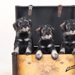 Standard Schnauzer Puppies from Goldwynn Standard Schnauzers
