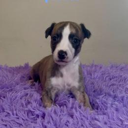 Boy 3 - Fawn brindle male Whippet puppy in Brooksville, Florida from Phasion Whippets Kimberly & Paul Norton Sr.