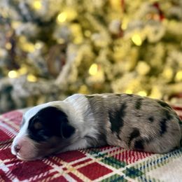 Adios - Blue merle male Aussiedoodle puppy in Charleston, Arkansas from Lazy S Aussies