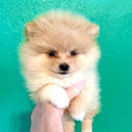 Han - Cream parti male Pomeranian puppy in Stroud, Oklahoma from Laik’s Little Shihtz & Poms