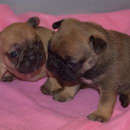 French Bulldog Puppies from Von Bales French Bulldogs
