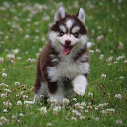 Rowdy - Chocolate male Pomsky puppy in Junction City, Ohio from JC Pups