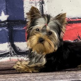 Yorkshire Terriers from JMAK Dreams
