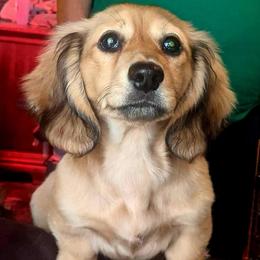Tank - Dachshund
