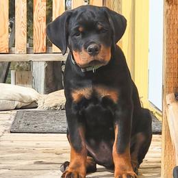 Cane Corso and Rottweiler Puppies from Hildegarde Kennels