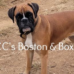Ariel - Boston Terrier