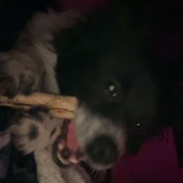 Bartholomew - Pomeranian