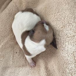 Girl 2 - Piebald female Dachshund puppy in Elfrida, Arizona from Brooke Brumley