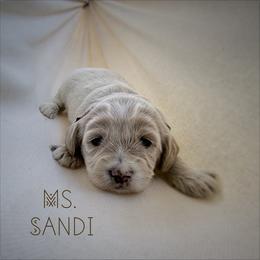 Ms. Sandi - Cream female Goldendoodle puppy in Sacramento, California from Dandy Doodles Goldendoodles