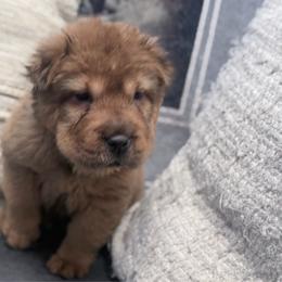Biancee - Fawn sable female Chinese Shar-Pei puppy in Lehigh Acres, Florida from Florida Wrinkles