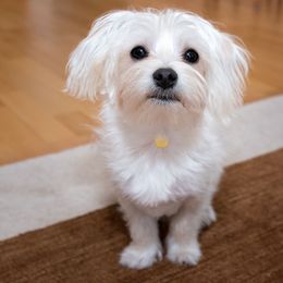 Tennessee - White female Maltese puppy in Selma, North Carolina from Havenkennels