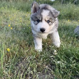 Libra - Gray and white Siberian Husky puppy in King William, Virginia from Zodiac Moon Huskies