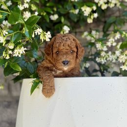 Oreo - Red  male Goldendoodle puppy in Battleground, Washington from Doodles Delight PNW