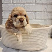 Cocker Spaniel puppy sits in a basket.