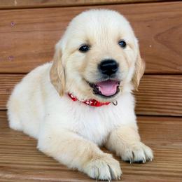Layla - Light golden female Golden Retriever puppy in Doniphan, Missouri from Stockford’s Golden Retrievers