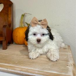 Chrissy - Brown female Shihpoo puppy in Rolla, Missouri from Keggie's Kritters