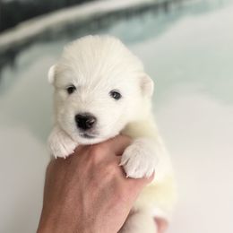 Snowflake - White female Samoyed puppy in Tremonton, Utah from Sugar Sweet Samoyeds