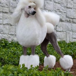 Poodles from Keri Standard and Miniature Poodles