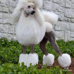 Poodles from Keri Standard and Miniature Poodles