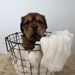 Tubby - Fawn male Companion Cross puppy in Hugo, Oklahoma from Mini hippo land
