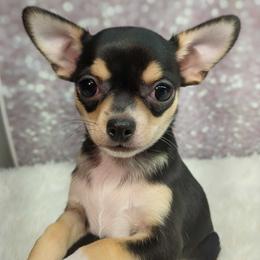 London - Black and tan male Chihuahua puppy in Topeka, Kansas from Barbie's Baby Chihuahuas