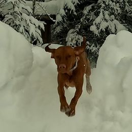 BRODI - Vizsla