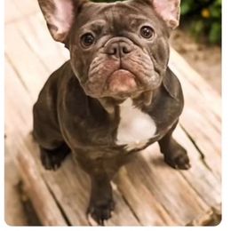 Brooklyn - French Bulldog