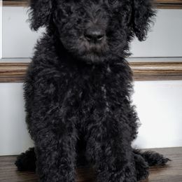 Goldendoodle and Poodle Puppies from C.P. Puppy Buddies