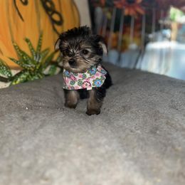 Sage - Black and tan female Yorkshire Terrier puppy in Strunk, Kentucky from Hip Hoppin Yorkies