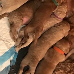 Goldendoodle Puppies from Da Ruba Doodles