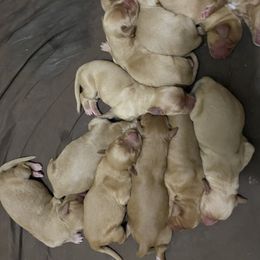 Goldendoodle Puppies from Jaci’s Oodles of Doodles