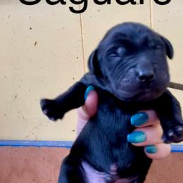 Saguaro - Black male Labrador Retriever puppy in Mineral, Virginia from Canine Assist
