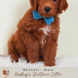 Bennett - Red  male Goldendoodle puppy in Norcross, Georgia from Teddy Puppies