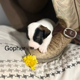 Gopher - White and tan male Russell Terrier puppy in Great Falls, Montana from VS Golden Fields