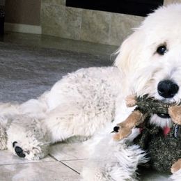 Goldendoodles and Labradoodles from Diaz Doodles